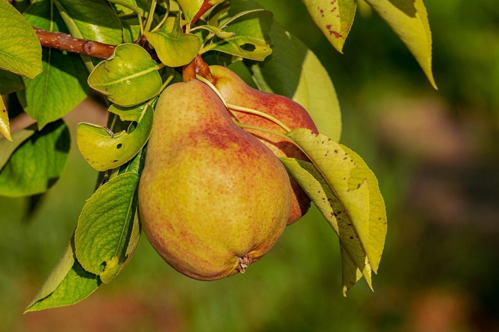 Eau de vie de poire