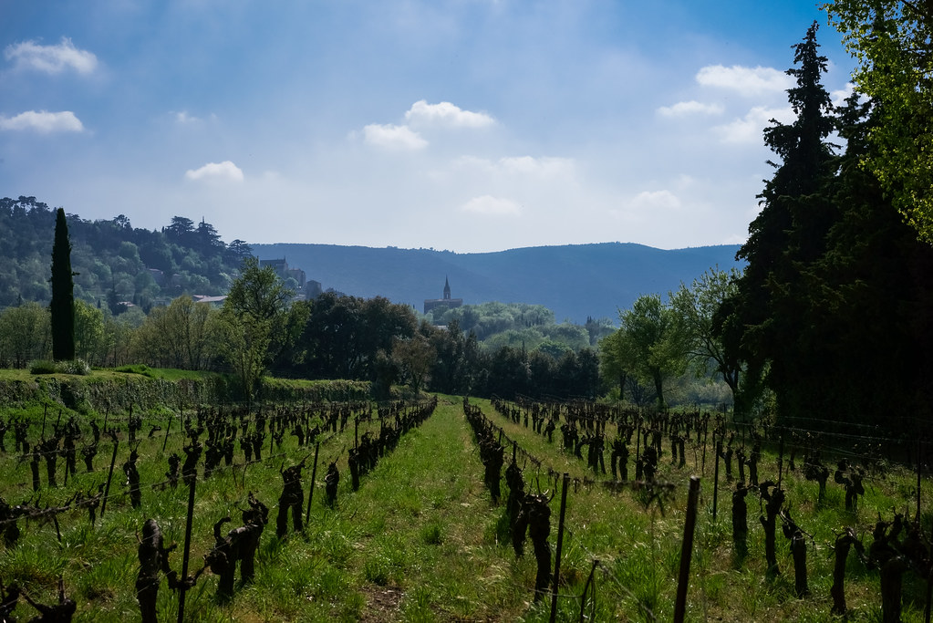 vin de Provence